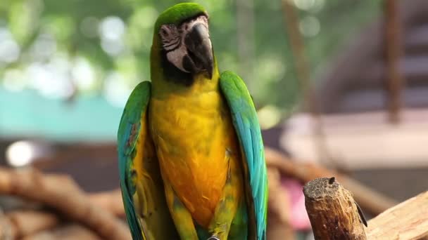 Amerika papağanı-mavi ve altın, closeup papağan - Video, Çekim
