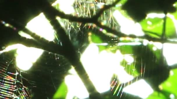 Web na madeira solar
 - Filmagem, Vídeo