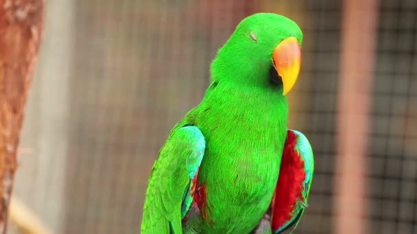 Eclectus parrot, Scientific name "Eclectus roratus" bird - Footage, Video