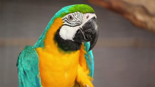 parrot macaw blue and gold, closeup - Footage, Video
