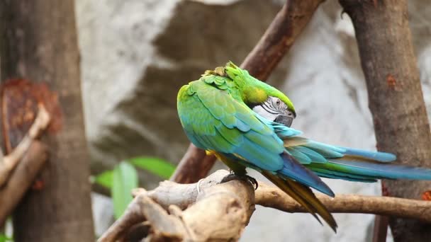 Parrot Ara blauw en goud verzorgen veer, close-up - Video