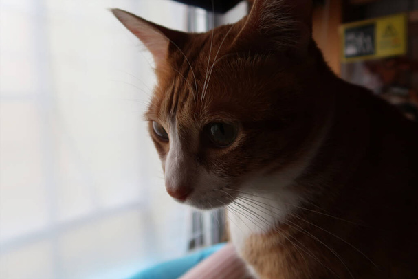 Orange tabby Small Kitten смотрит в камеру. Молодой кот с жёлтыми глазами. - Фото, изображение