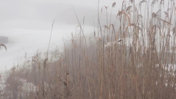 Καλάμια στεγνό και σχοινί στις όχθες ποταμού χειμώνα στην ομίχλη - Πλάνα, βίντεο