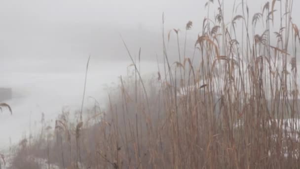 Schilf trocken und Seil auf winterlichem Fluss im Nebel - Filmmaterial, Video