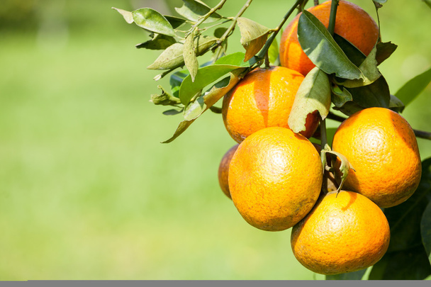 pomarańczowe drzewa - Zdjęcie, obraz
