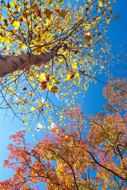 Big tree with yellow and red leaves - Photo, Image