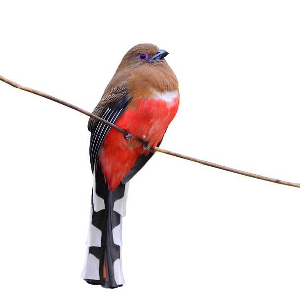 赤毛キヌバネドリ目の鳥 - 写真・画像