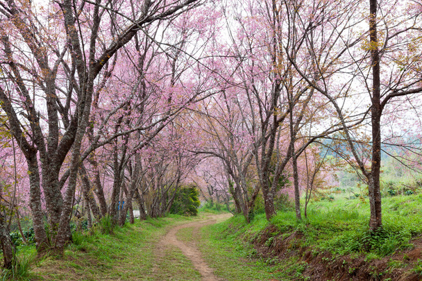 pink sakura blossoms on dirt road in thailand - Photo, Image