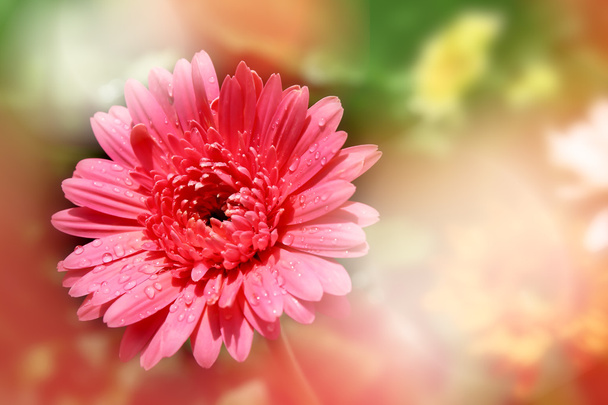 Lähikuva vaaleanpunainen päivänkakkara
 - Valokuva, kuva