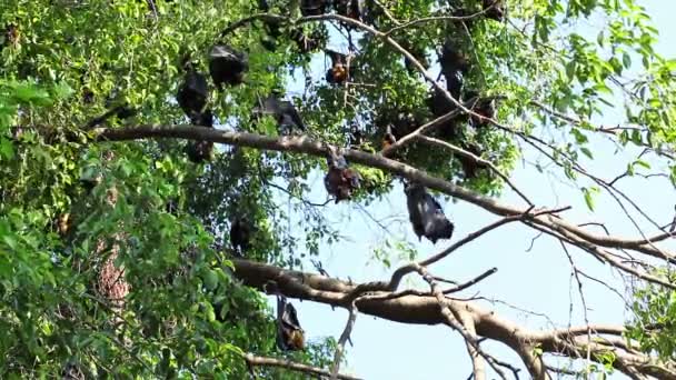Bat висить на дереві філії малайці або "Flying Fox" Лайл "наука імена" Птероопус lylei ", низький кут зору постріл - Кадри, відео