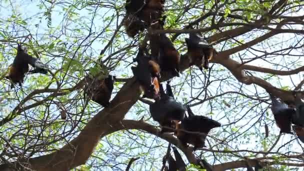 Bat висить на дереві філії малайці або "Flying Fox" Лайл "наука імена" Птероопус lylei ", низький кут зору постріл - Кадри, відео