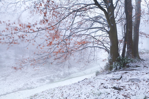 冬の山でぼやけているブナ - 写真・画像