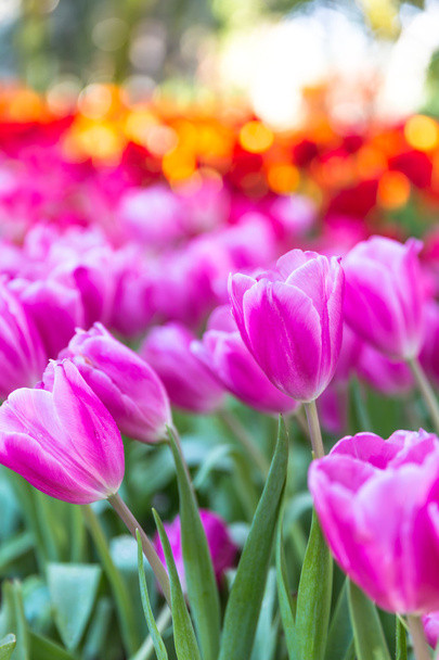 Розовые тюльпаны с боке огней
 - Фото, изображение