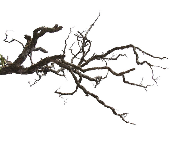uschlé větve izolovaných na bílém pozadí - Fotografie, Obrázek