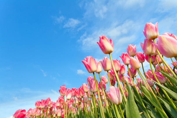 roze tulpen op veld over blauwe hemel - Foto, afbeelding
