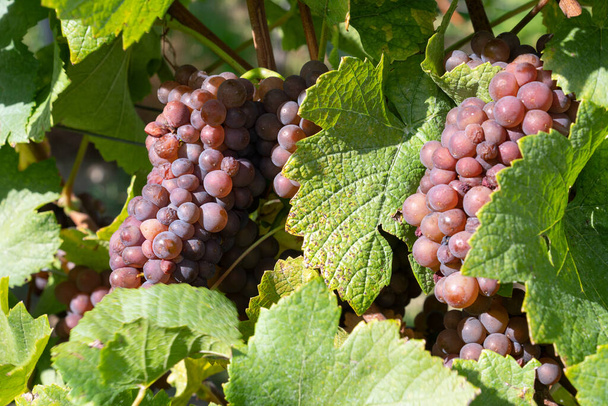 Viña común (Vitis vinifera), Valle del Rin, Alemania - Foto, imagen