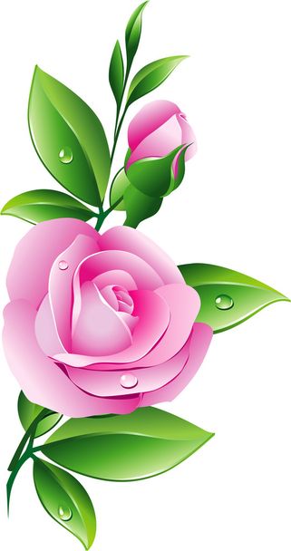 Pink rose - Vektor, kép
