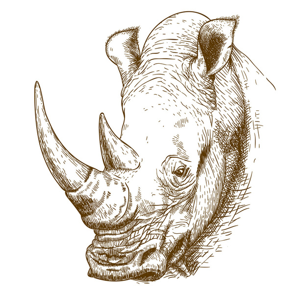 Gravírování starožitný obrázek nosorožce - Vektor, obrázek
