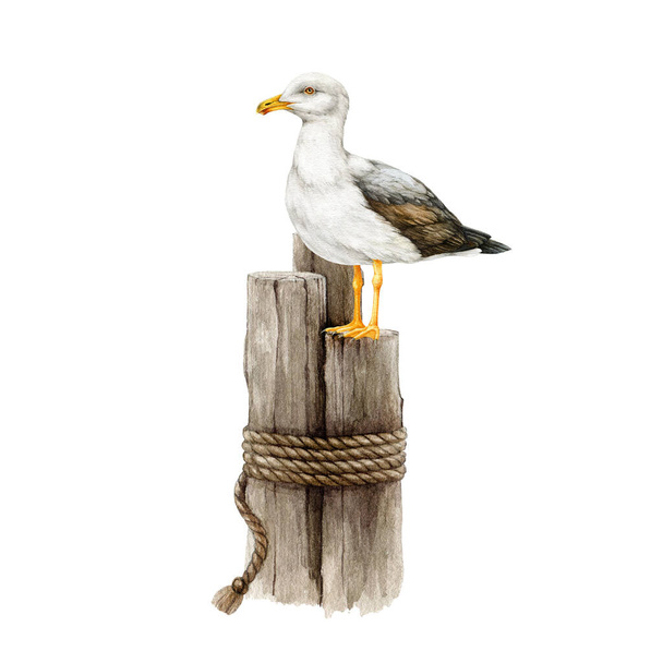 Seagull bird on a wooden old coast bollard. Watercolor illustration. Hand drawn white gull wildlife sea and ocean animal. White seagull bird perched on a wooden pier bollard element. White background. - Photo, Image