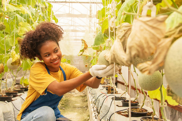Melonenbauernhof: Junge afrikanisch-amerikanische Bäuerin mit japanischen Melonen wächst stolz in einem japanischen Melonenbauernhof und investiert in ein schönes und profitables Bio-Bauernhaus. - Foto, Bild