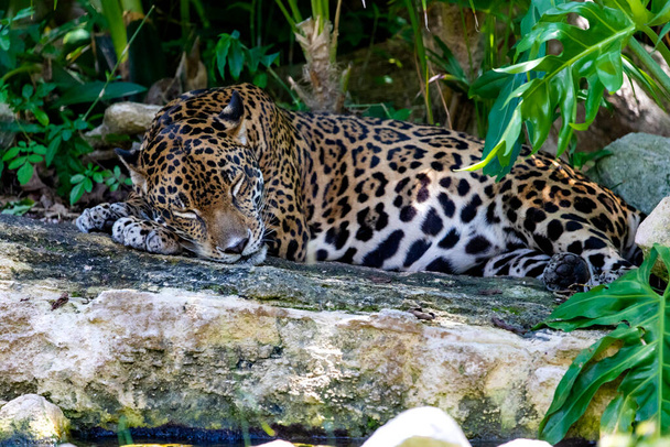 Jaguaari, joka makaa ja lepää kivellä, on Amerikan iso kissa, se elää villisti trooppisessa viidakossa ja on erittäin vaarallinen, nopea ja suuri saalistaja, jota monet turistit etsivät.. - Valokuva, kuva