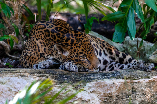 Kivellä lepäävä jaguaari on Amerikan iso kissa, se elää villisti trooppisessa viidakossa ja on erittäin vaarallinen, nopea ja suuri saalistaja, jota monet turistit etsivät.. - Valokuva, kuva