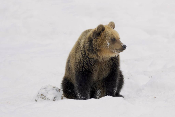 Magányos barna medve ül a hóban, nézi a vidéket (Ursus arctos)  - Fotó, kép