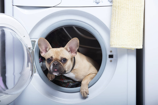 Fransız bir bulldog çamaşır makinesinin açık kapısından gizlice bakıyor, ekstrem sporlar yapıyor, ve dikkatlice kameraya bakıyor. Büyük gözlü genç köpek.. - Fotoğraf, Görsel