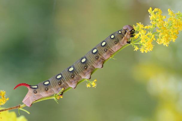 Hawk güve caterpillar (Hyles gallii) - Fotoğraf, Görsel