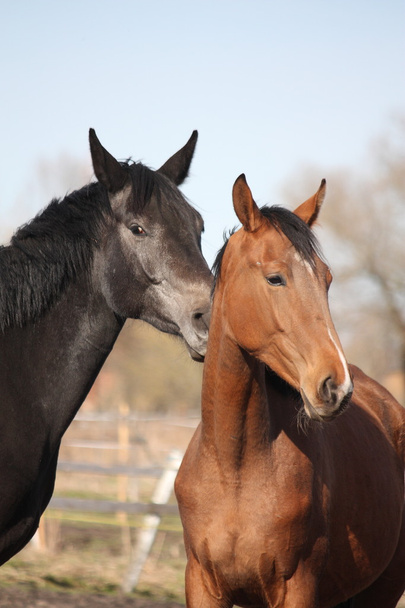 İki sevimli at birbirine sürtüyor - Fotoğraf, Görsel
