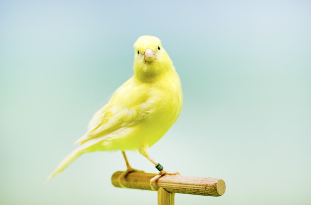 Yellow canary (Serinus canaria). - Photo, Image