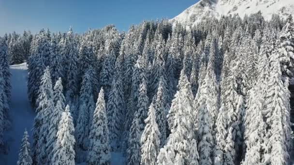 Un sacco di pini ricoperti di neve vicino al pendio delle Alpi svizzere. Filmati aerei dal drone - Filmati, video