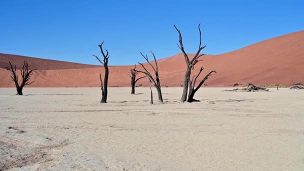 Impresionante vista de los árboles muertos de camelthorn en Deadvlei en Namibia - Metraje, vídeo