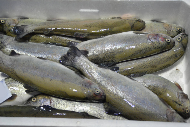 Fischzubereitung, Braten, Backen und Kochen von Fischspezialitäten, Fischfutter,  - Foto, Bild