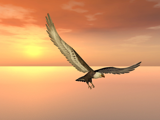 Морской орёл
 - Фото, изображение