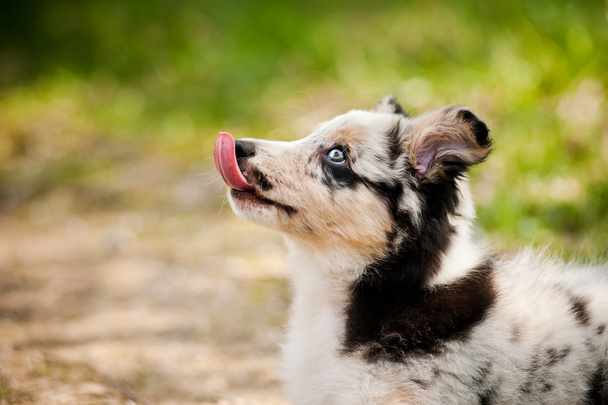 Grazioso cucciolo border collie
  - Foto, immagini