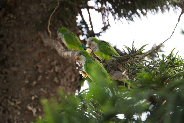 Bir grup papağan, Myiopsitta monachus. Bu papağanlar birçok Akdeniz şehrine yerleşti. İstilacı kuşlar.. - Fotoğraf, Görsel