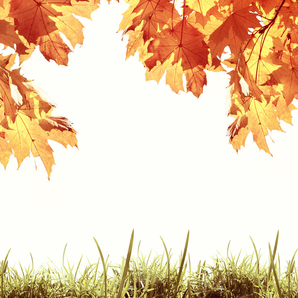 hojas de otoño y hierba verde - Foto, imagen