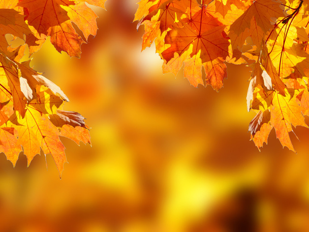 Kaatuneet lehdet syksyllä metsässä
 - Valokuva, kuva