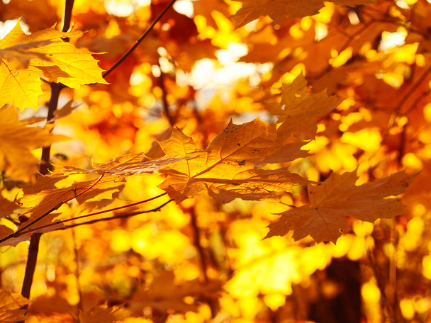 Fallen leaves in autumn forest - Fotó, kép