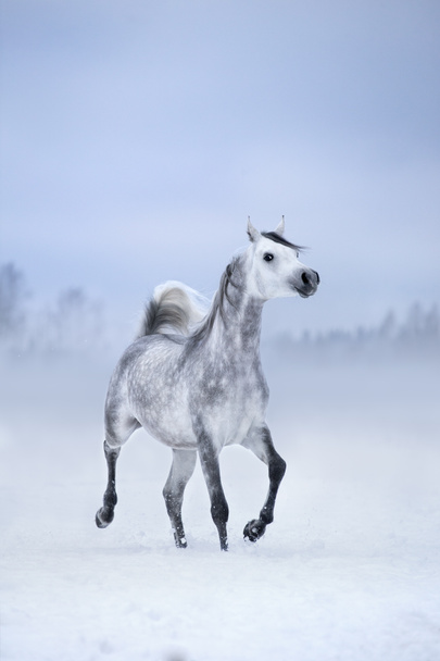 White horse runs on windy winter background - Foto, Imagen
