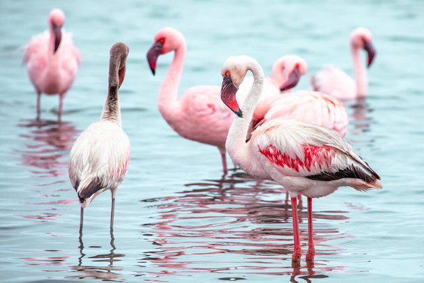 Namibia Flamingos. Group of Pink Flamingos Birds near Walvis Bay, the Atlantic Coast of Namibia, Africa.  - Photo, Image