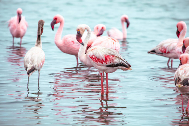 Namibia Flamingi. Grupa Różowych Flamingów Ptaki w pobliżu zatoki Walvis, Atlantyckie Wybrzeże Namibii, Afryka.  - Zdjęcie, obraz
