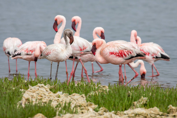 Namibia Flamingi. Grupa Różowych Flamingów Ptaki w pobliżu zatoki Walvis, Atlantyckie Wybrzeże Namibii, Afryka.  - Zdjęcie, obraz