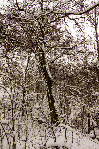 Snowy woods - Фото, изображение