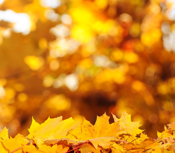 podzimní stromy a listy - Fotografie, Obrázek