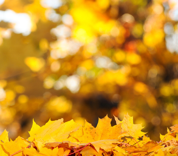 Autumn Trees and Leaves - Zdjęcie, obraz