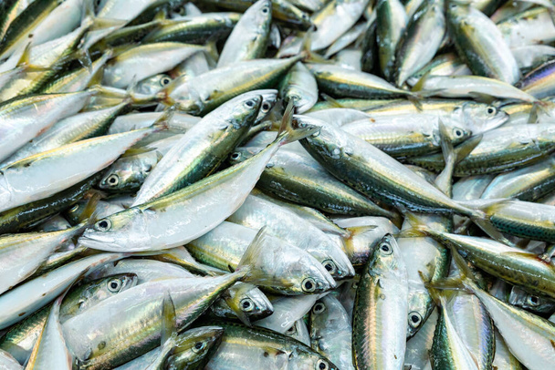 Hagyományos halpiac Mutrah-ban, Omán. Több fajta hal eladásra, tonhal és egyéb halak. - Fotó, kép