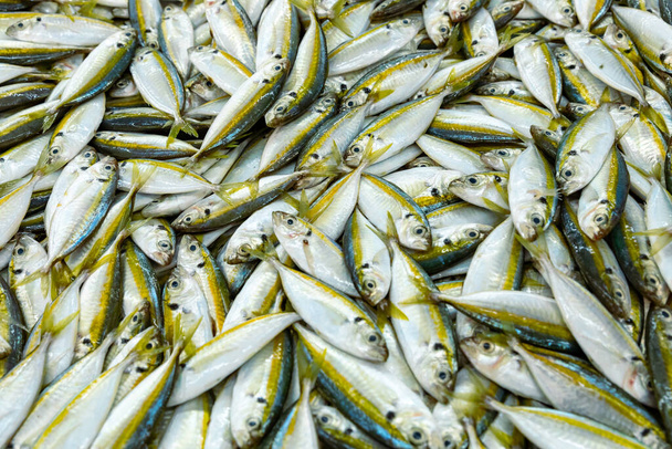 Hagyományos halpiac Mutrah-ban, Omán. Több fajta hal eladásra, tonhal és egyéb halak. - Fotó, kép