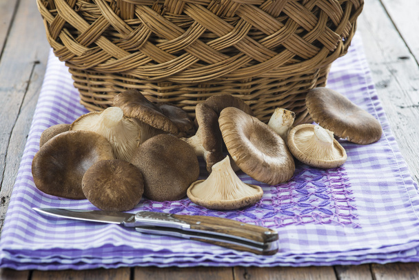 Cesta com cogumelos ostra selvagens
 - Foto, Imagem
